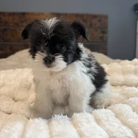 Gracie, a female Pomeranian and Shih Tzu for sale in Chesterfield, MI – 5 of 7