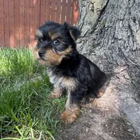 Tanner , a male Yorkshire Terrier for sale in Chesterfield, MI – 2 of 6