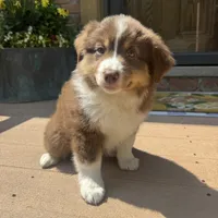 Phoebe , a female Miniature Australian Shepherd for sale in Chesterfield, MI – 5 of 5