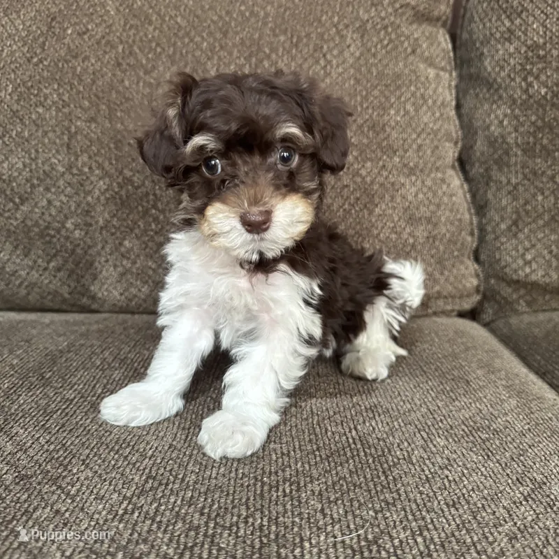 Paulie – Havapoo puppy for sale in Chesterfield, MI