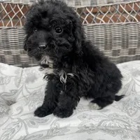 Carly, a female Poodle - Miniature  for sale in Chesterfield, MI – 5 of 7