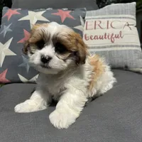 Beau, a male Shichon for sale in Chesterfield, MI – 2 of 5