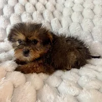 Remy, a male Pomeranian and Shih Tzu for sale in Chesterfield, MI – Photo 2 of 4