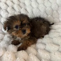 Remy, a male Pomeranian and Shih Tzu for sale in Chesterfield, MI – Photo 4 of 4