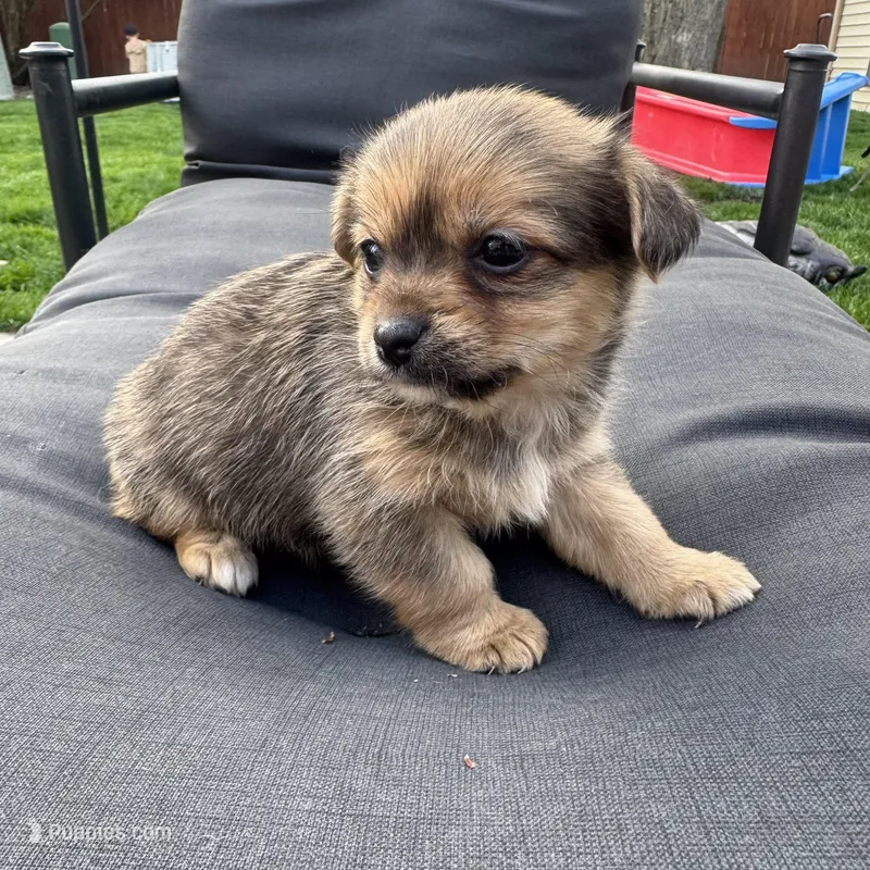 Tommy – Pomeranian, Shih Tzu puppy for sale in Chesterfield, MI