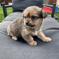 Timmy , a male Pomeranian and Shih Tzu for sale in Chesterfield, MI – Photo 4 of 6