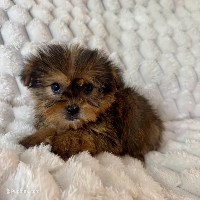 Remy – Pomeranian, Shih Tzu puppy for sale in Chesterfield, MI