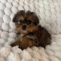 Remy, a male Pomeranian and Shih Tzu for sale in Chesterfield, MI – Photo 3 of 4