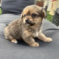 Timmy , a male Pomeranian and Shih Tzu for sale in Chesterfield, MI – Photo 1 of 6