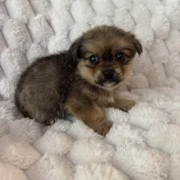 Timmy , a male Pomeranian and Shih Tzu for sale in Chesterfield, MI – Photo 6 of 6