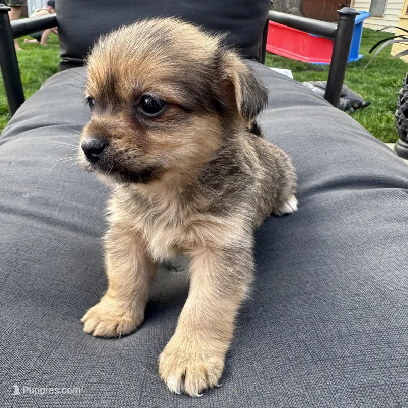 Timmy  – Pomeranian, Shih Tzu puppy for sale in Chesterfield, MI