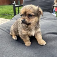 Timmy , a male Pomeranian and Shih Tzu for sale in Chesterfield, MI – Photo 3 of 6