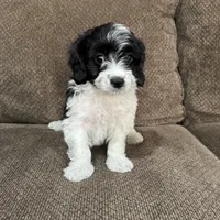 Tony, a male Havapoo for sale in Chesterfield, MI – 8 of 8