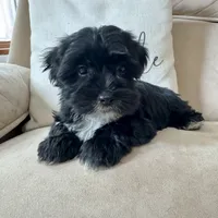 Benny, a male Yorkipoo for sale in Chesterfield, MI – 2 of 5
