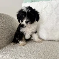 Garth, a male Miniature Aussiedoodle for sale in Chesterfield, MI – 4 of 5