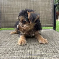 Carl, a male Yorkshire Terrier for sale in Chesterfield, MI – 4 of 9