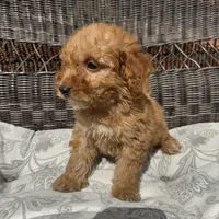 Chucky, a male Poodle - Miniature  for sale in Chesterfield, MI – 8 of 10