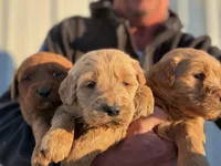 Sam, a male Goldendoodle for sale in Chesterfield, MI – Photo 1 of 2