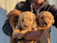 Sam, a male Goldendoodle for sale in Chesterfield, MI – Photo 2 of 2