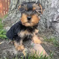 Teddy, a male Yorkshire Terrier for sale in Chesterfield, MI – 3 of 6
