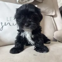 Benny, a male Yorkipoo for sale in Chesterfield, MI – 4 of 5
