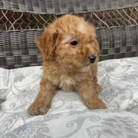 Chucky, a male Poodle - Miniature  for sale in Chesterfield, MI – 6 of 10
