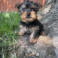Tiny , a male Yorkshire Terrier for sale in Chesterfield, MI – 3 of 5