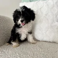 Garth, a male Miniature Aussiedoodle for sale in Chesterfield, MI – 2 of 5