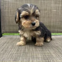 Pauly, a male Yorkshire Terrier for sale in Chesterfield, MI – 2 of 9
