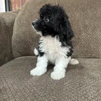 Meadow, a female Havapoo for sale in Chesterfield, MI – 5 of 8