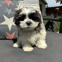 Luke , a male Bichon Frise and Shih Tzu for sale in Chesterfield, MI – 3 of 6