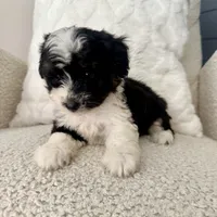 Reba, a female Miniature Aussiedoodle for sale in Chesterfield, MI – 3 of 7