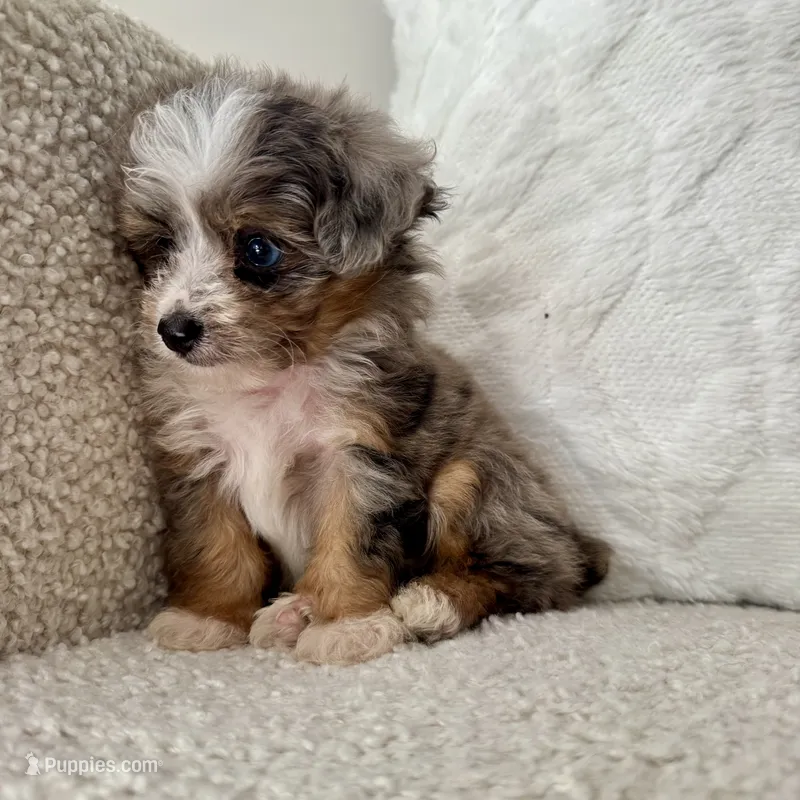 Kenny – Miniature Aussiedoodle puppy for sale in Chesterfield, MI