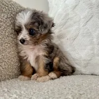 Kenny, a male Miniature Aussiedoodle for sale in Chesterfield, MI – 2 of 7