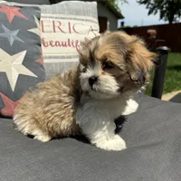 Henry , a male Bichon Frise and Shih Tzu for sale in Chesterfield, MI – 4 of 6