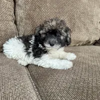 Carmela, a female Havapoo for sale in Chesterfield, MI – 5 of 6