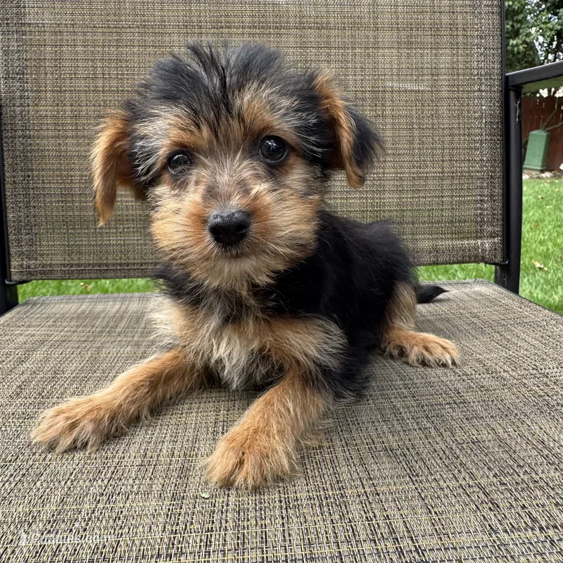 Carl – Yorkshire Terrier puppy for sale in Chesterfield, MI