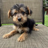 Carl, a male Yorkshire Terrier for sale in Chesterfield, MI – 8 of 9