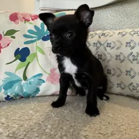 Hughie, a male Chihuahua for sale in Chesterfield, MI – Photo 3 of 4