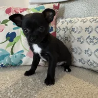 Hughie, a male Chihuahua for sale in Chesterfield, MI – Photo 2 of 4