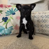 Hughie, a male Chihuahua for sale in Chesterfield, MI – Photo 4 of 4