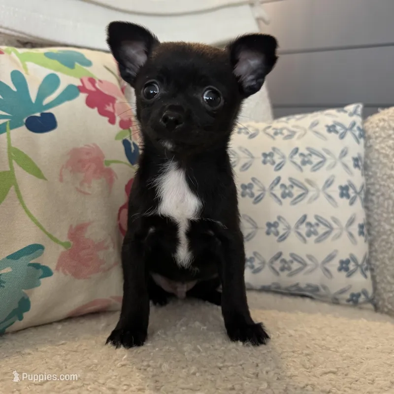 Hughie – Chihuahua puppy for sale in Chesterfield, MI