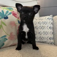 Hughie, a male Chihuahua for sale in Chesterfield, MI – Photo 1 of 4