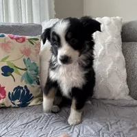 Shayla, a female Miniature Australian Shepherd for sale in Chesterfield, MI – Photo 2 of 3