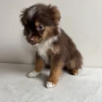 Petey, a male Toy Australian Shepherd for sale in Chesterfield, MI – Photo 2 of 6