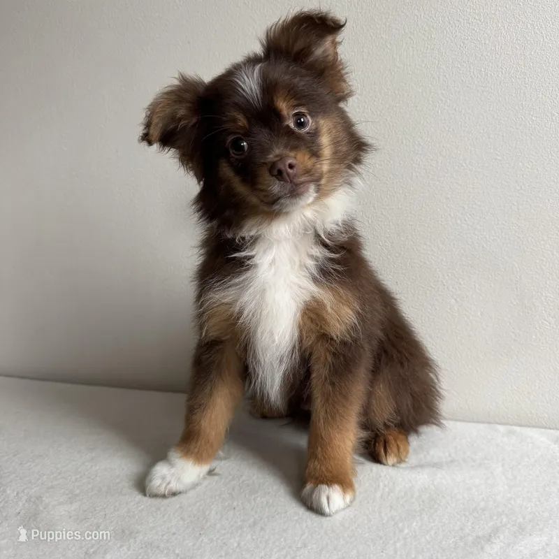 Petey – Toy Australian Shepherd puppy for sale in Chesterfield, MI