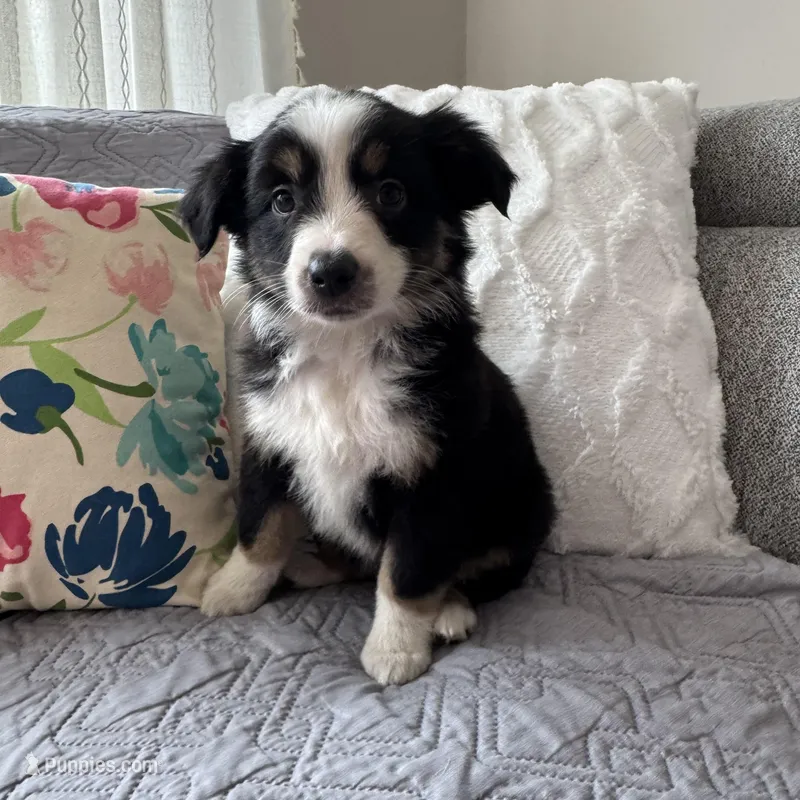 Shayla – Miniature Australian Shepherd puppy for sale in Chesterfield, MI
