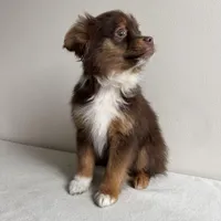 Petey, a male Toy Australian Shepherd for sale in Chesterfield, MI – Photo 3 of 6