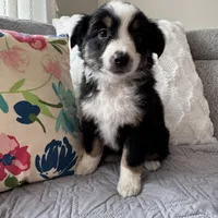 Shayla, a female Miniature Australian Shepherd for sale in Chesterfield, MI – Photo 3 of 3