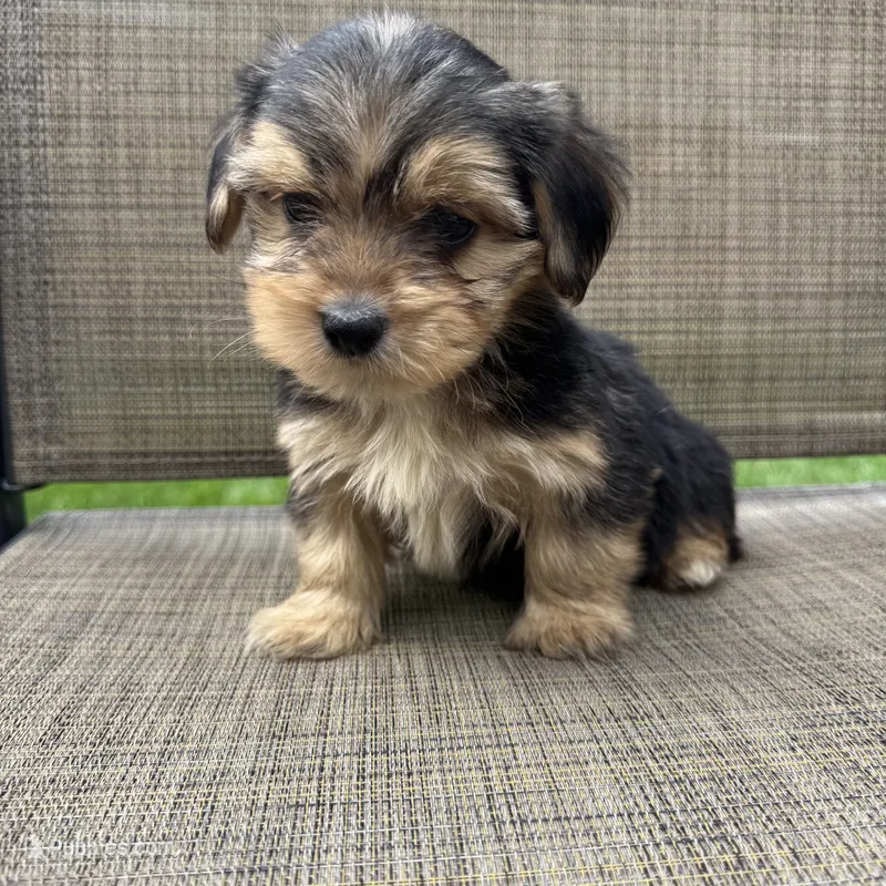 Pauly – Yorkshire Terrier puppy for sale in Chesterfield, MI